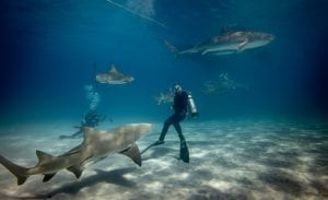Divers swimming with sharks